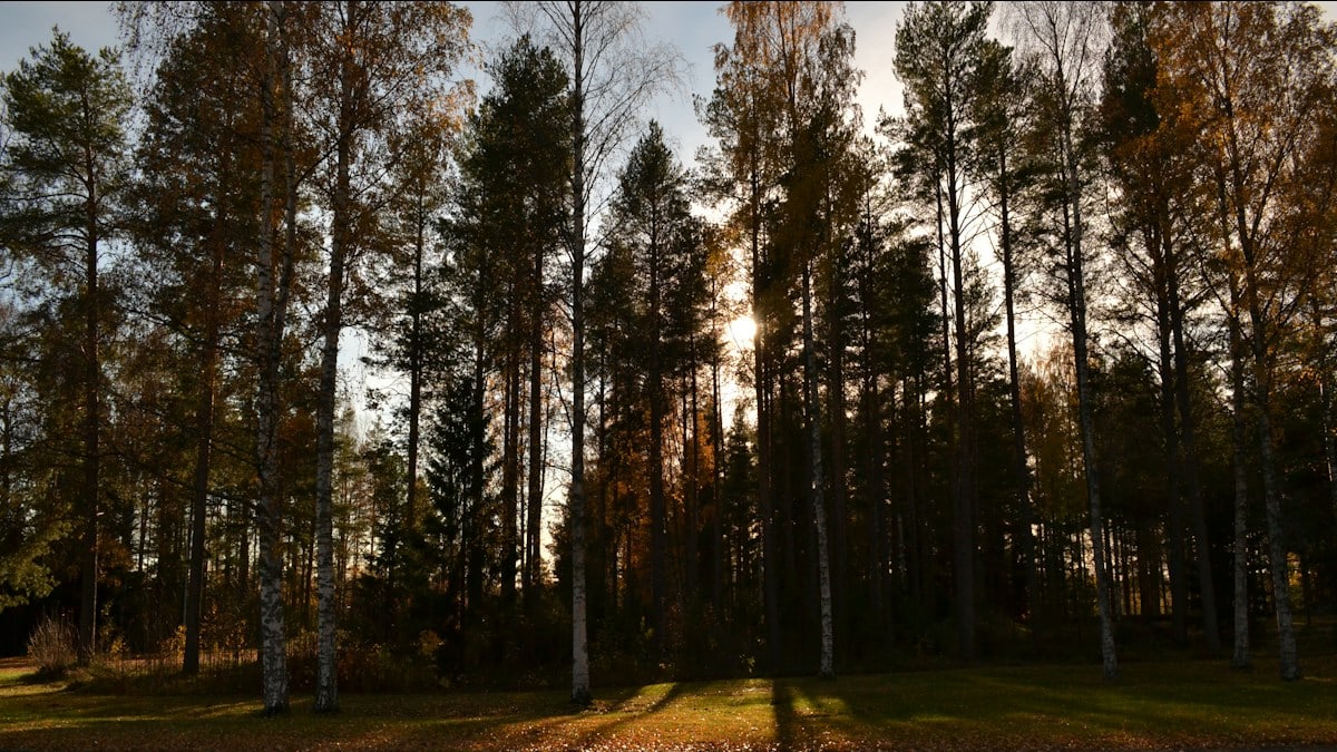 the sun is shining through the trees in the forest